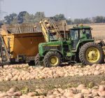 Pumpkin harvest shows supplies should meet demand