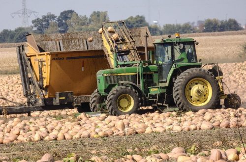 Pumpkin harvest shows supplies should meet demand