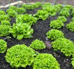 Stretch out the growing season with fall planted salad greens