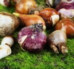 Best ways to store bulbs over winter