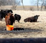 Demand for beef, pork expected to grow   