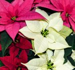 Cantigny Greenhouse to hold annual holiday poinsettia event