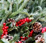 Harvesting evergreens for holiday decorations