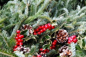 Harvesting evergreens for holiday decorations, Illinois Extension