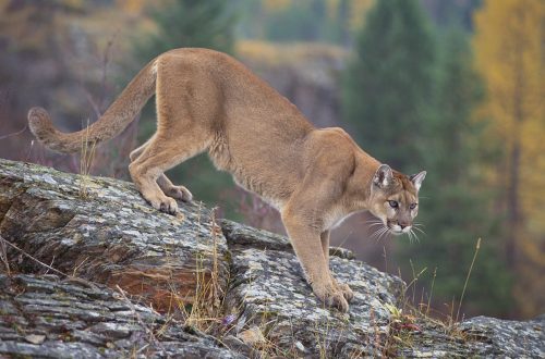 Experts say mountain lions on the move through Illinois, but not here to stay
