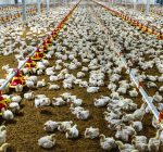 R.F.D. NEWS & VIEWS:  Livestock producers battle frigid weather