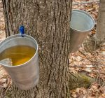 It’s maple syrup season at suburban nature parks