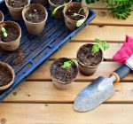 Time to get planning your vegetable garden