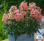 Consider these top annuals for container gardening