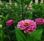 Zinnias can be the perfect plant for multiseason gardening