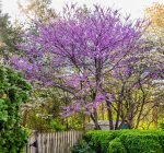 Some top trees to plant for every season