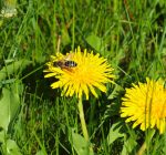 Leaving dandelions on your lawns helps the pollinator populations
