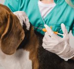 Vet association reminds owners to microchip your pet