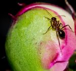 How ants actually help peonies