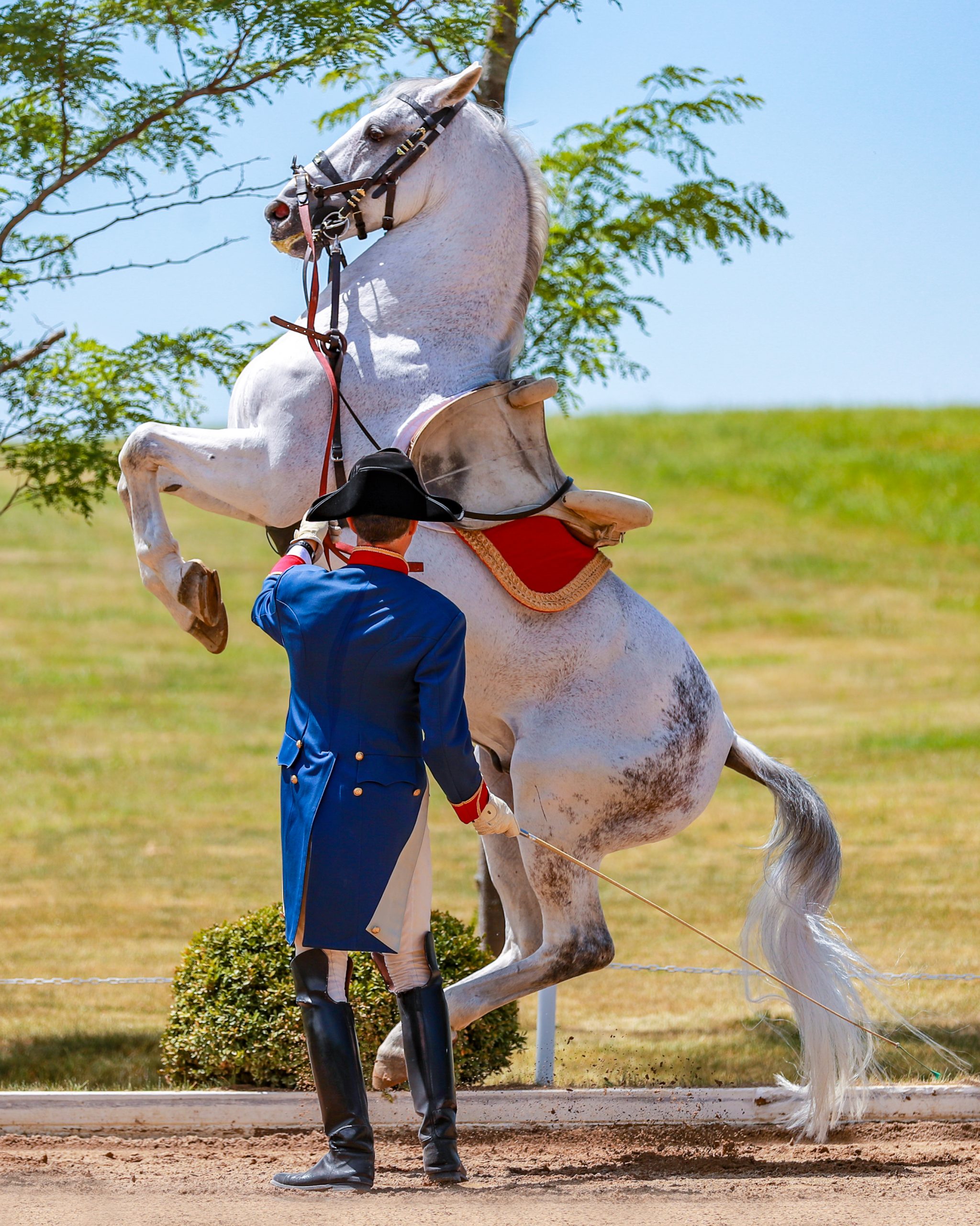 A tradition ends with final Lippizan stallion programs at Tempel Farms ...