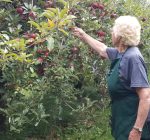 Family’s orchard has been a place to go for apple picking for 44 years
