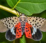 Report spotted lanternflies in Illinois to help slow the spread of invasive pest