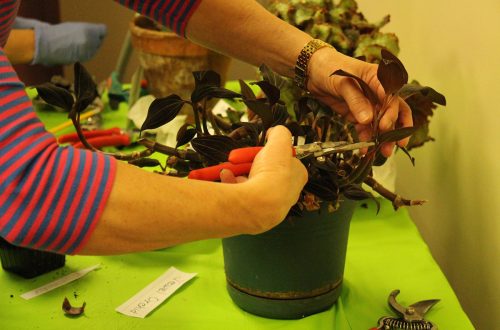 U of I Extension focuses on all things gardening