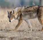 Ban on wildlife killing contests ‘unlikely’ to clear state Senate