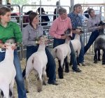 Kendall County Fair continues tradition of 4-H, families and food