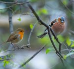 Bring birds close to home by gardening