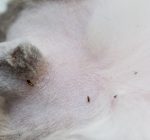 Fight back against fleas