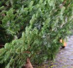 City recycles Christmas trees