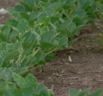Illinois’ soil conservation funding stagnates amid high-profile dust storms