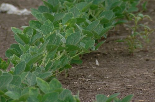 Illinois’ soil conservation funding stagnates amid high-profile dust storms