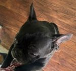 Dog stolen in Roseland